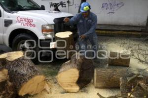LLUVIA . RETIRO DE ÁRBOL