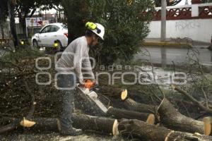 LLUVIA . RETIRO DE ÁRBOL