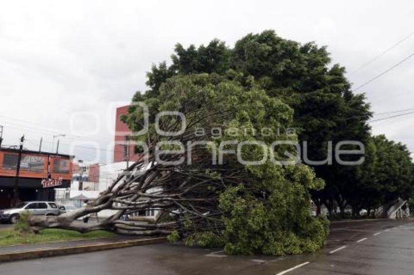 LLUVIA . ÁRBOL CAÍDO