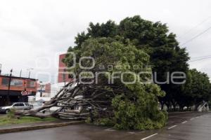 LLUVIA . ÁRBOL CAÍDO