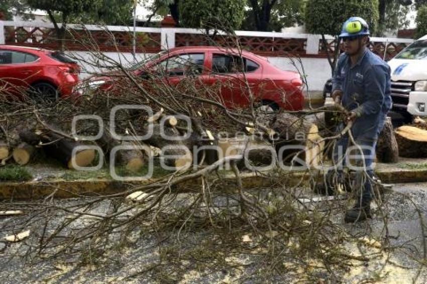 LLUVIA . RETIRO DE ÁRBOL