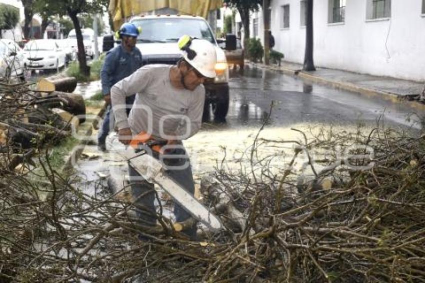 LLUVIA . RETIRO DE ÁRBOL