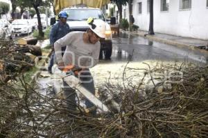 LLUVIA . RETIRO DE ÁRBOL
