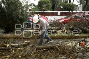 LLUVIA . RETIRO DE ÁRBOL