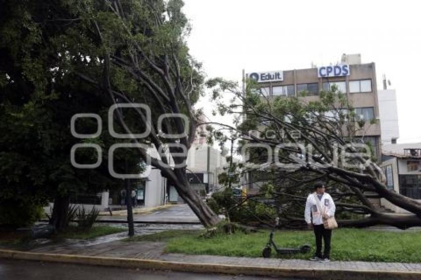 LLUVIA . ÁRBOL CAÍDO