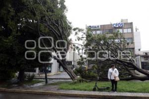 LLUVIA . ÁRBOL CAÍDO