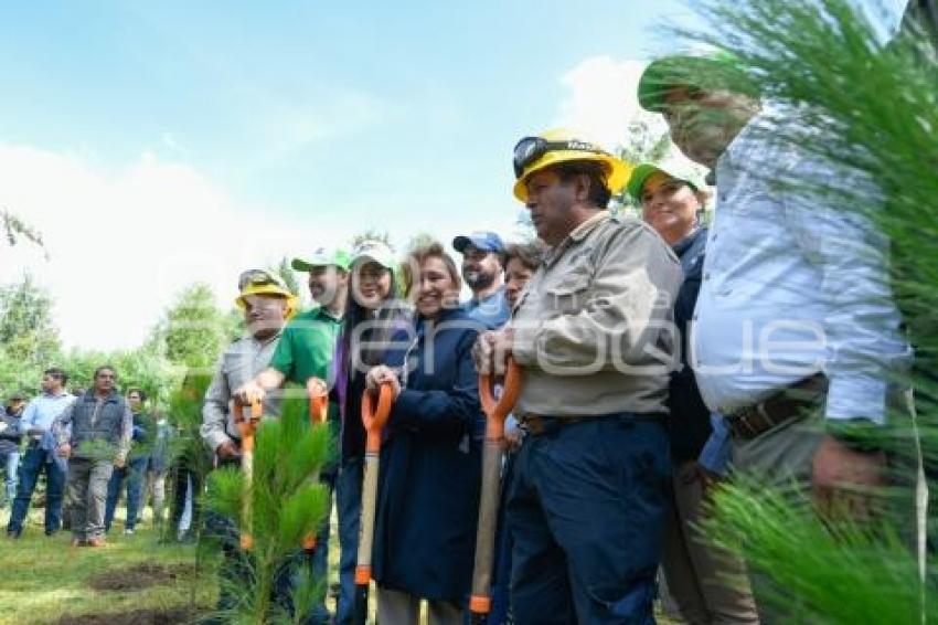 TLAXCALA . CAMPAÑA DE FORESTACIÓN
