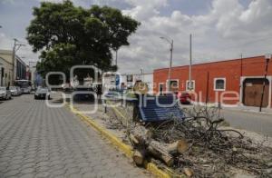 ÁRBOL CAÍDO