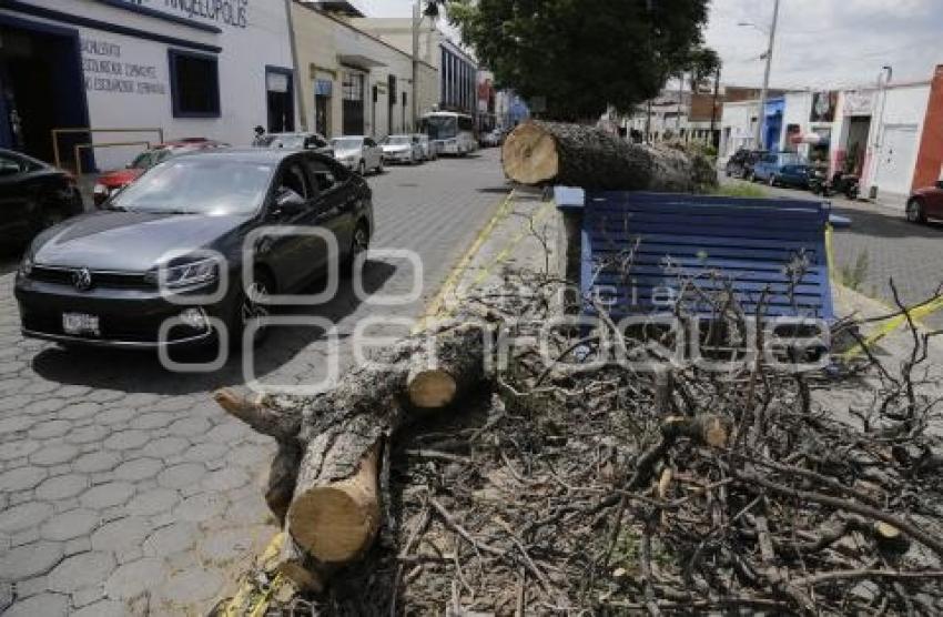 ÁRBOL CAÍDO