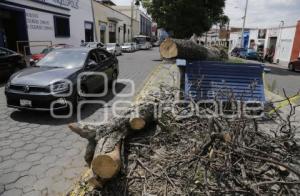 ÁRBOL CAÍDO
