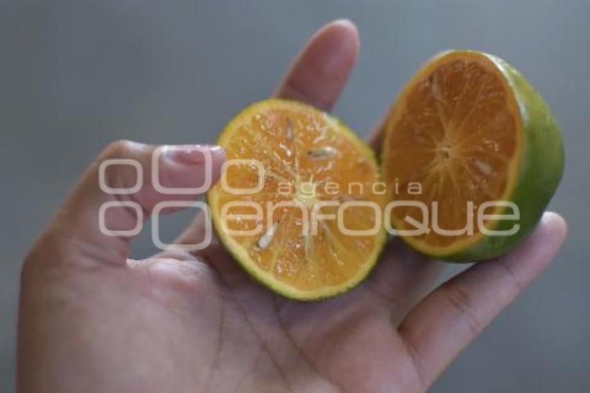 TLAXCALA . TEMPORADA DE MANDARINA