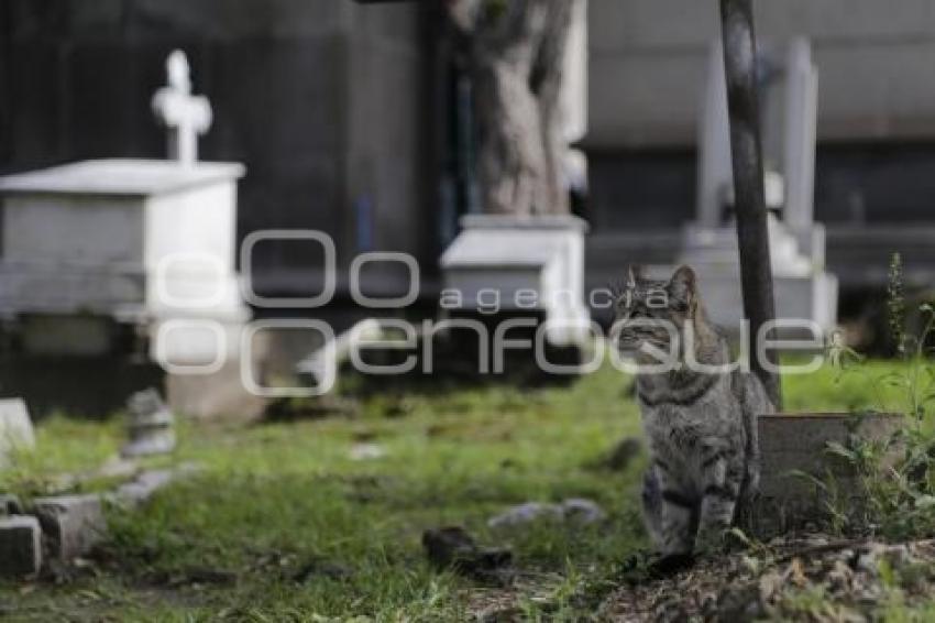 PANTEÓN MUNICIPAL . GATOS