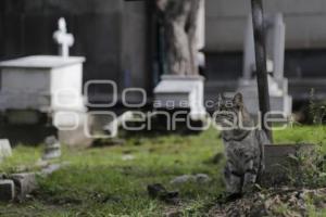 PANTEÓN MUNICIPAL . GATOS