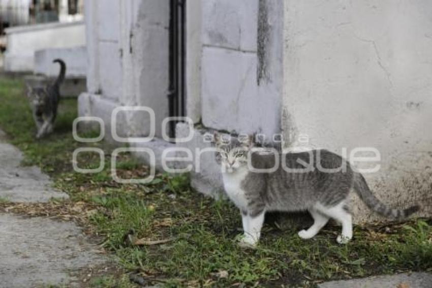 PANTEÓN MUNICIPAL . GATOS