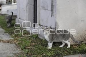 PANTEÓN MUNICIPAL . GATOS