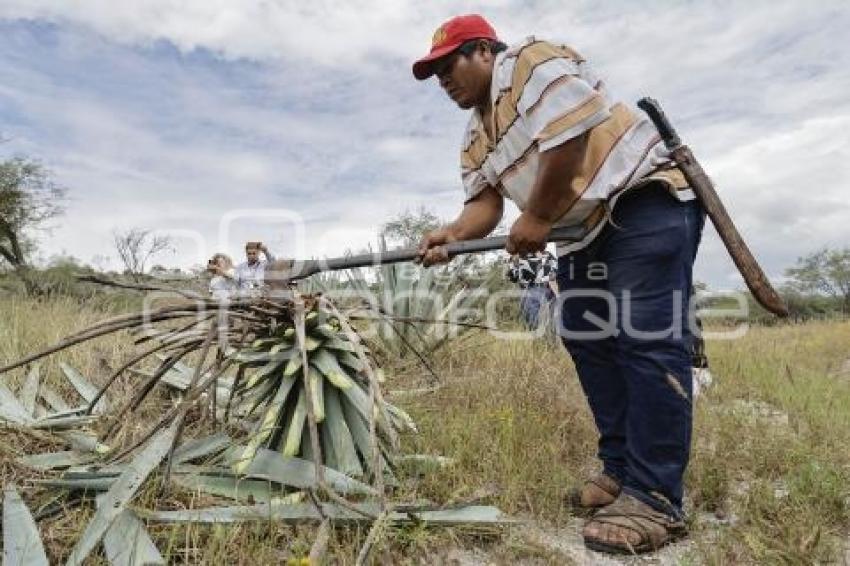 TEHUACÁN . MEZCAL