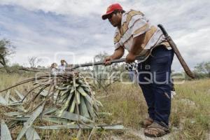 TEHUACÁN . MEZCAL