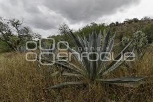 TEHUACÁN . MEZCAL