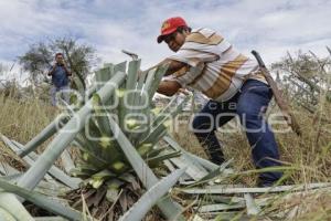 TEHUACÁN . MEZCAL