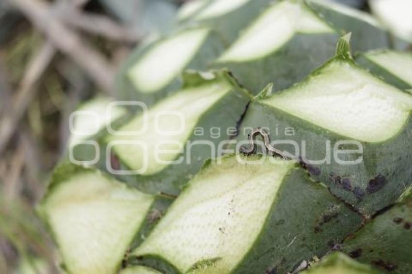 TEHUACÁN . MEZCAL
