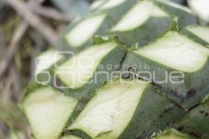 TEHUACÁN . MEZCAL