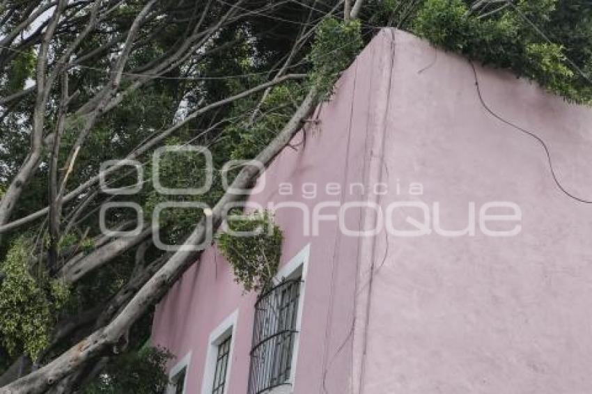 BARRIO DEL ARTISTA . ÁRBOL CAÍDO