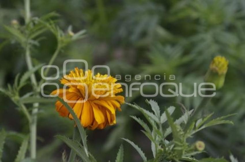 SAN PEDRO CHOLULA . FLOR DE CEMPASÚCHIL