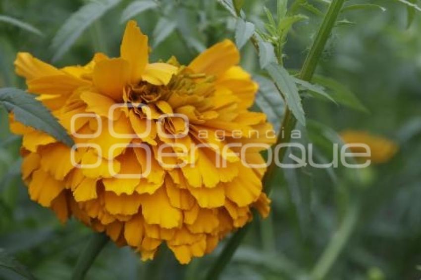 SAN PEDRO CHOLULA . FLOR DE CEMPASÚCHIL