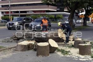 ÁRBOL CAÍDO . DIAGONAL DEFENSORES