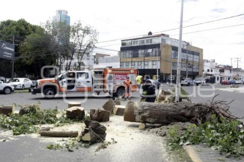 ÁRBOL CAÍDO . DIAGONAL DEFENSORES