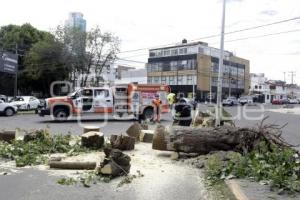 ÁRBOL CAÍDO . DIAGONAL DEFENSORES