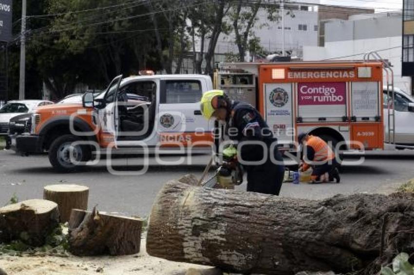 ÁRBOL CAÍDO . DIAGONAL DEFENSORES