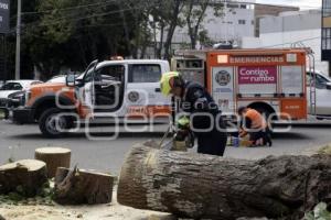 ÁRBOL CAÍDO . DIAGONAL DEFENSORES