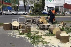 ÁRBOL CAÍDO . DIAGONAL DEFENSORES