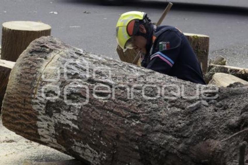 ÁRBOL CAÍDO . DIAGONAL DEFENSORES