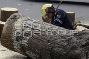 ÁRBOL CAÍDO . DIAGONAL DEFENSORES