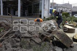 ÁRBOL CAÍDO . DIAGONAL DEFENSORES