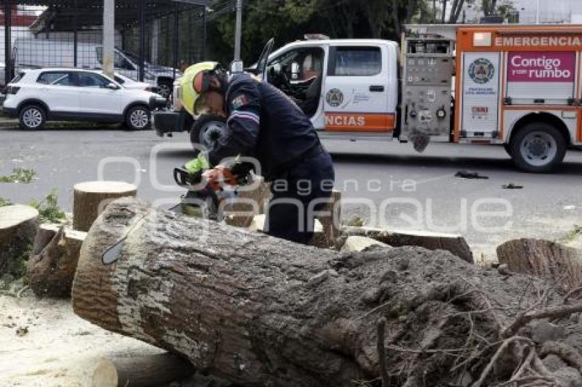 ÁRBOL CAÍDO . DIAGONAL DEFENSORES