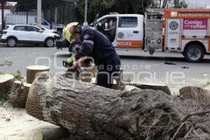 ÁRBOL CAÍDO . DIAGONAL DEFENSORES