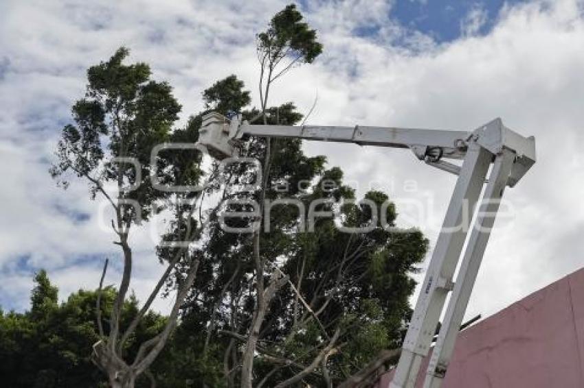 BARRIO DEL ARTISTA . ÁRBOL CAÍDO