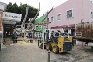 BARRIO DEL ARTISTA . ÁRBOL CAÍDO