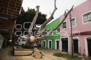 BARRIO DEL ARTISTA . ÁRBOL CAÍDO