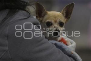 TLAXCALA . BENDICIÓN ANIMALES
