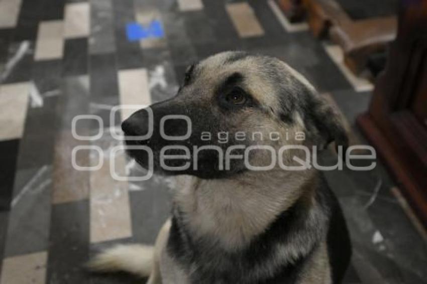 TLAXCALA . BENDICIÓN ANIMALES