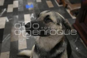 TLAXCALA . BENDICIÓN ANIMALES