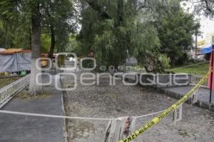 PARQUE DE ANALCO . ARBOL CAÍDO