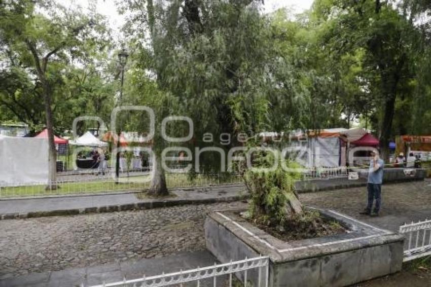 PARQUE DE ANALCO . ARBOL CAÍDO
