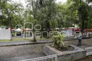 PARQUE DE ANALCO . ARBOL CAÍDO