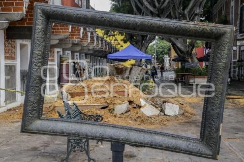 BARRIO DEL ARTISTA . ÁRBOL CAÍDO