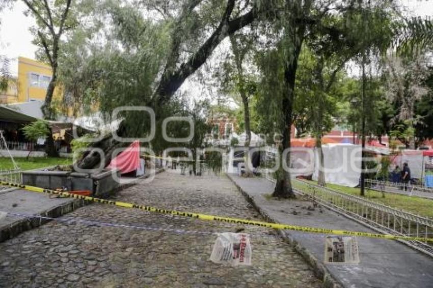 PARQUE DE ANALCO . ARBOL CAÍDO